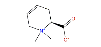 N,N-Dimethyl-1,2,3,6-tetrahydropyridinio-2-carboxylate